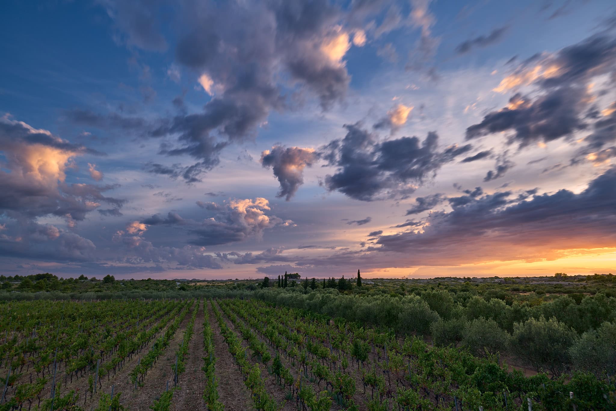 BARAKA Prisbus Vineyard landscape at sunset with dramatic sky, lush grapevines and olive trees.