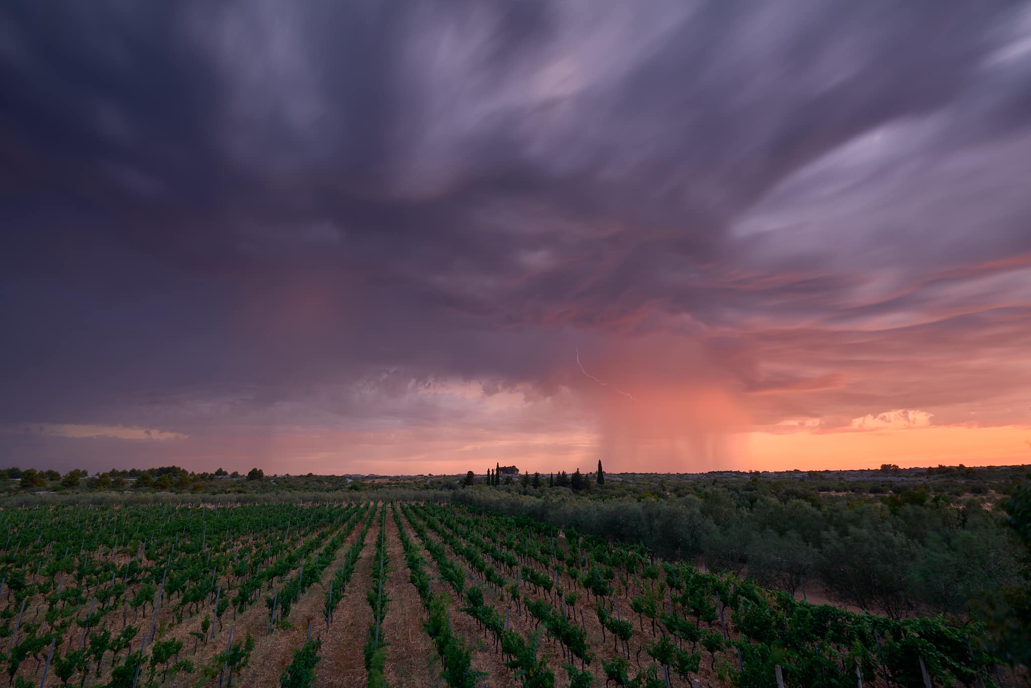 Summer in vineyards at BARAKA Winery
